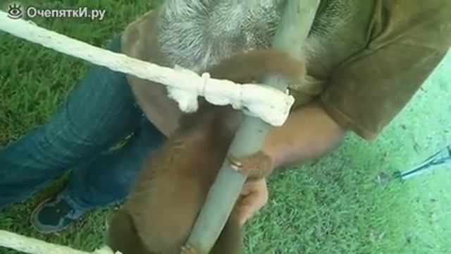 Маленький ленивец ?