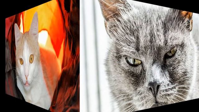 Почему нельзя смотреть кошкам в глаза?! ТОП 5 Примет. Мнение парапсихологов. Сонник и наука смотреть онлайн