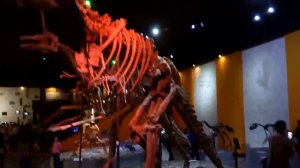 Пермский период. Музей пермских древностей