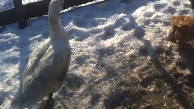 Смелая курица нападает на таксу смотреть онлайн