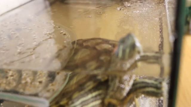 Красота красноухой черепахи / Красноухая черепаха смотреть онлайн