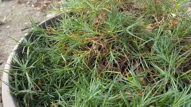 Dianthus смотреть онлайн