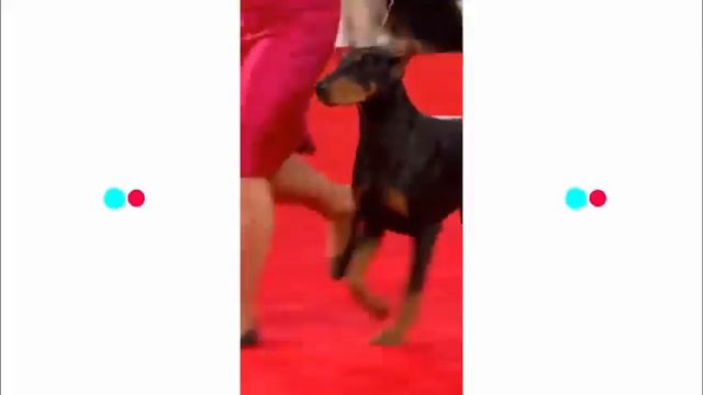 Doberman dog video compilation смотреть онлайн
