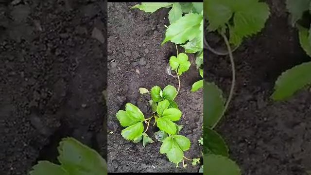 Видеоотзыв о рассаде от Елены из г.Барабинск.🍓☺️Спасибо,Елена!❤️ смотреть онлайн