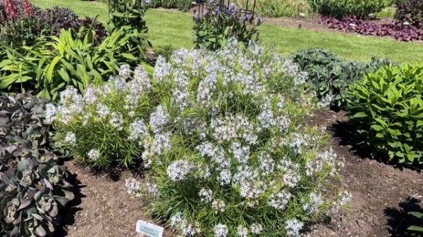 Amsonia String Theory