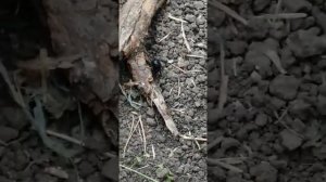 Паук в теплице