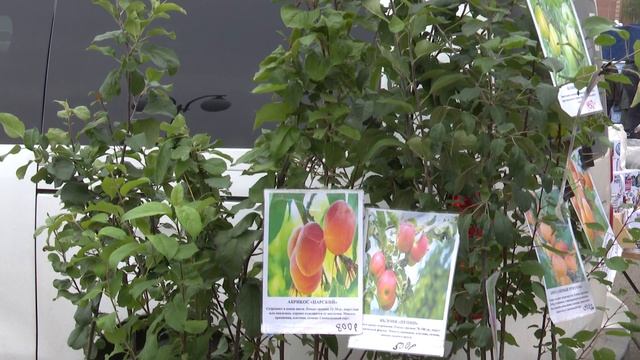 В Мамадыше прошла первая сельскохозяйственная ярмарка нового сезона