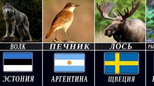 Национальные Животные - Символы Стран