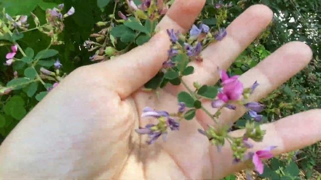 Lespedeza Bicolor (bush Clover)