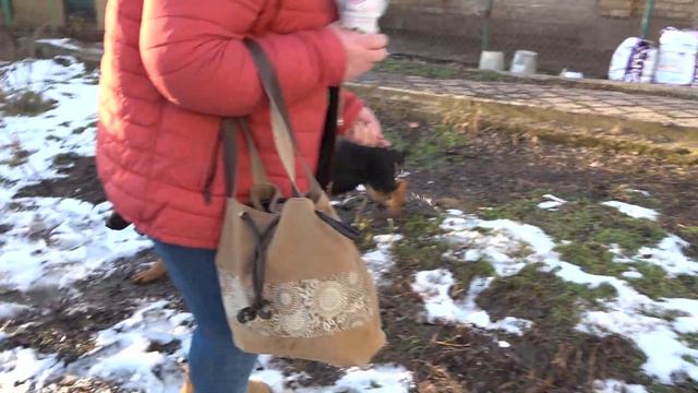 КУПИЛИ СРАЗУ ДВУХ! Щенки НЕМЕЦКОЙ ОВЧАРКИ ф. Фоксберг Одесса смотреть онлайн