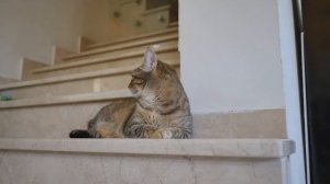 Важные приметы при переезде в новый дом