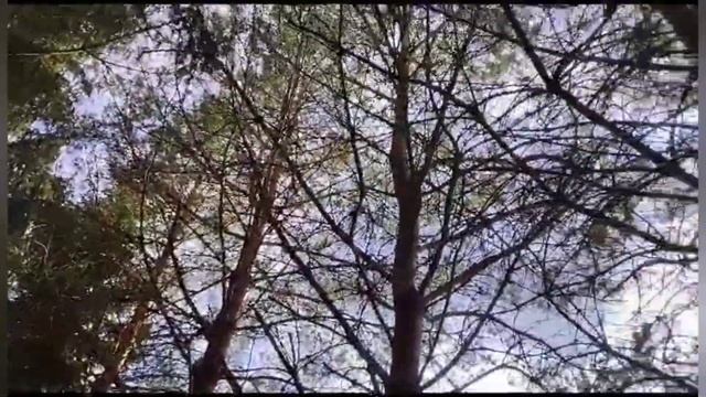 Мульчирование гортензии сосновым опалом))) Строительство сарая для хозяйственных нужд))) смотреть онлайн