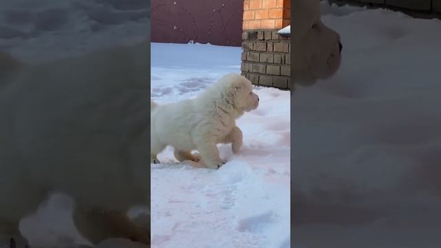 Белые щенки среднеазиатской овчарки алабаи #таежныйталисман #алабай #сао #щенкиалабая #питомноксао смотреть онлайн