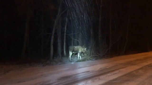 Москва. Парк Сокольники 31.03.2015 смотреть онлайн