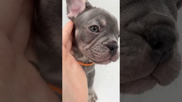 Французский бульдог (мексиканец зевака) смотреть онлайн