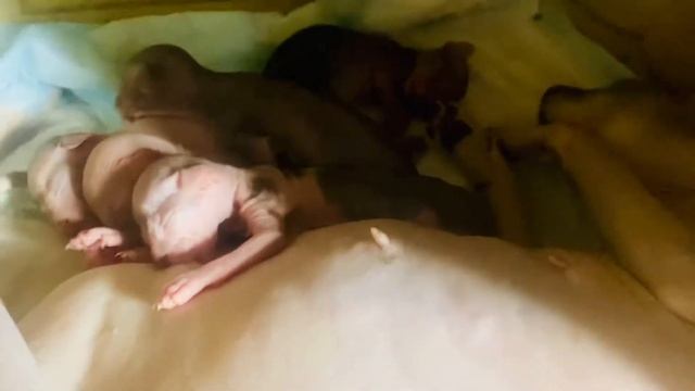 Котята донской сфинкса смотреть онлайн