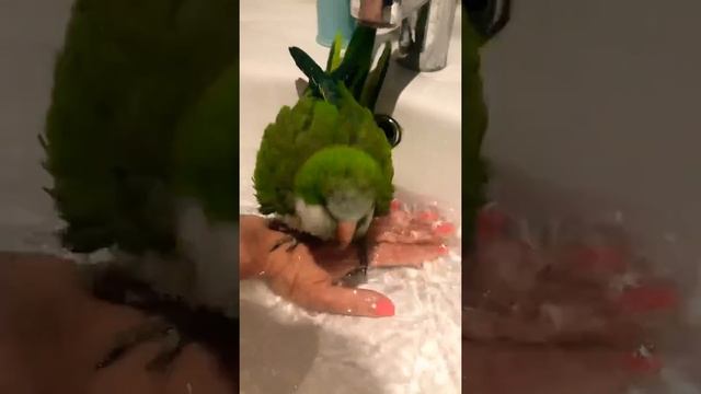 Купание попугая монах/квакер/калита Myiopsitta Monachus