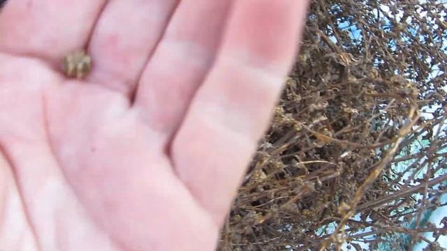 Полезное кормление кур несушек. Семена своими руками! смотреть онлайн