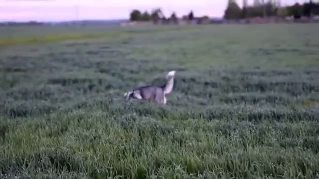 Хаски на охоте в поле. смотреть онлайн