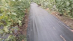 Виноградник Король В. Н. на 20.07.24г.продолжение (часть 6). г.Краснодар Slava.King2007@mail.ru