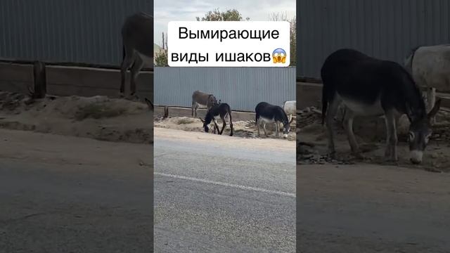 Вымирающие виды ишаков? смотреть онлайн