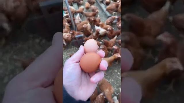 Как часто нужно менять кур несушек? Какие куры самые продуктивные? Смотрите видио.....🇰🇿👍🙌👌 смотреть онлайн