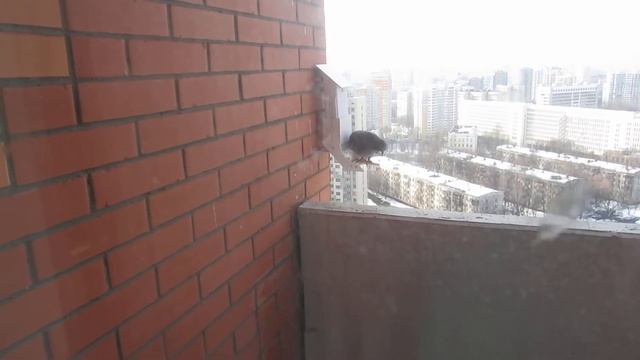 Кормушка для синиц (антиголубиная) смотреть онлайн