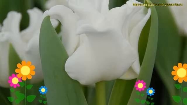 Тюльпан триумф Уайт Либерстар. Краткий обзор, описание характеристик White Liberstar смотреть онлайн