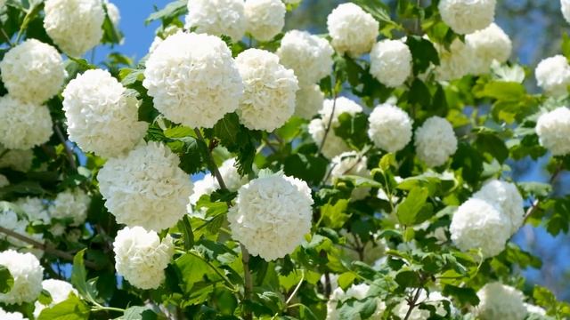 Музыка для расслабления и восстановления сил смотреть онлайн