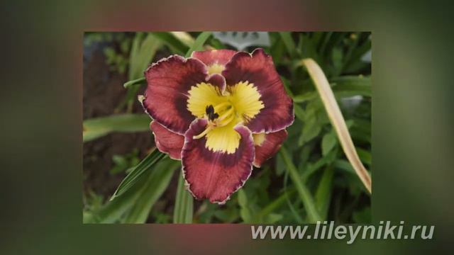 Лилейник МАЯК смотреть онлайн