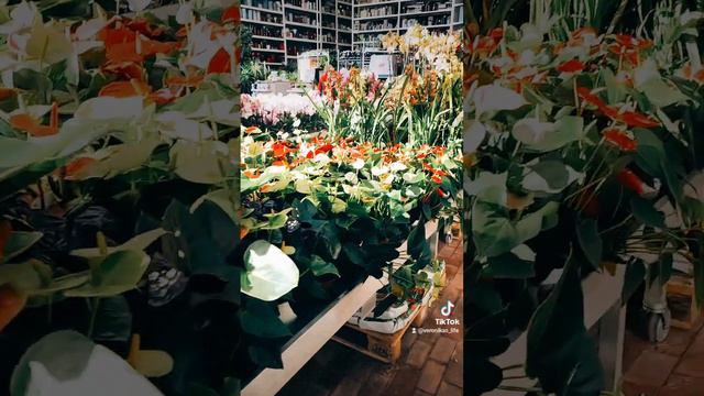 Муж мне не дарит по букетику 🌷 он дарит мне весь магазин 🤣говорит СМОТРИ ЭТО ВСЁ ТЕБЕ #латвия #юмор смотреть онлайн