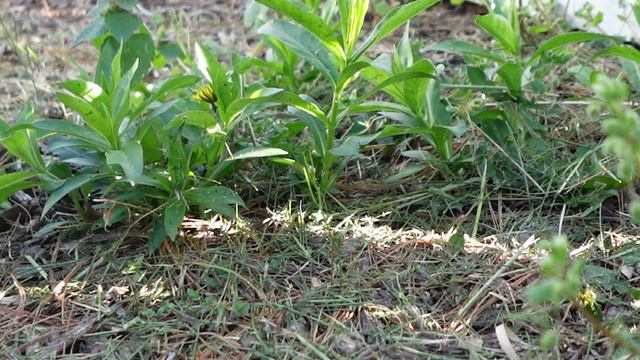 SPRING GARDEN CLEANUP II Perennial Garden II Tips for beginner gardeners II Small space gardening смотреть онлайн