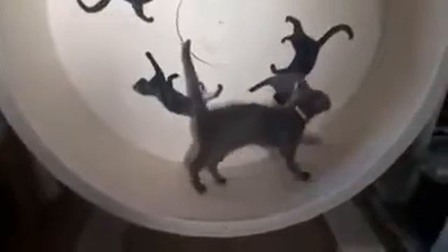 Беговое колесо-тренажёр для кошек DogWood Catwheel смотреть онлайн