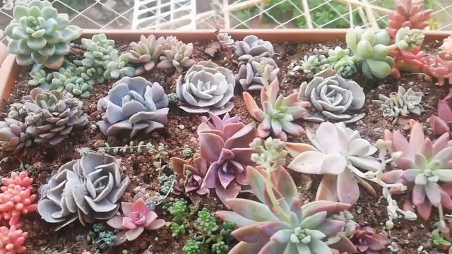 Sukulentler Coştu ! 🌺 / Sukulentlerin Son Hali🍁#ısparta #vlog #sukulenttürleri смотреть онлайн