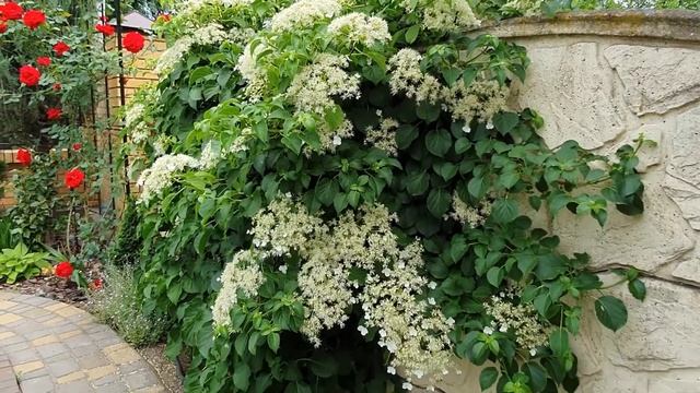 Гортензия черешковая Петиоларис / Петеоларис (белая), Hydrangea Anomala Petiolaris