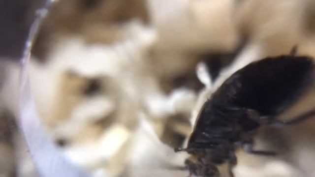 Тараканы Oxyhaloa deusta . Редкость и Красота! смотреть онлайн