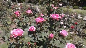 мадам де сталь обрезка парковых роз после цветения, питомник роз Полины Козловой rozarium.biz