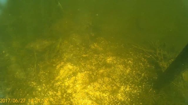 Питание Карпа в пруду. смотреть онлайн