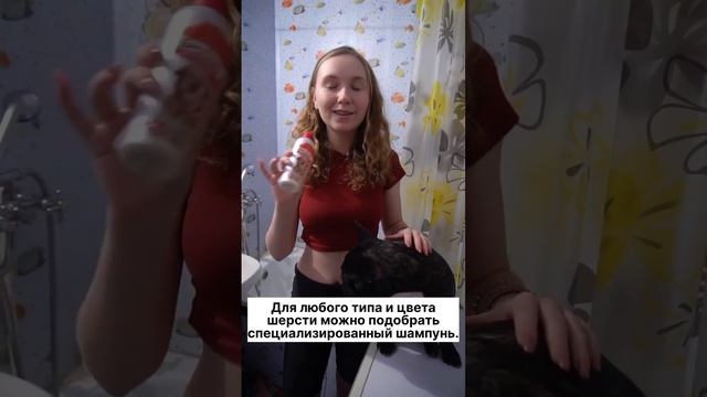Как часто нужно мыть собаку? смотреть онлайн