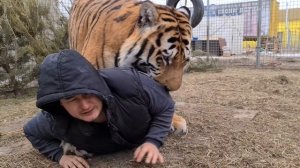 Тигр напал на человека !/tiger attacked a man