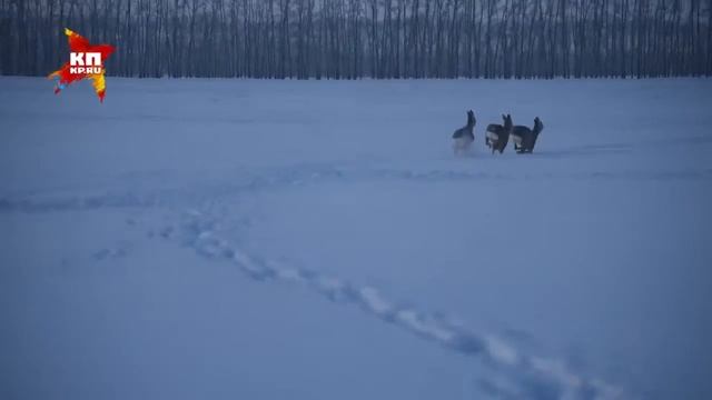 Косули Кочковского района. Видео 1 смотреть онлайн