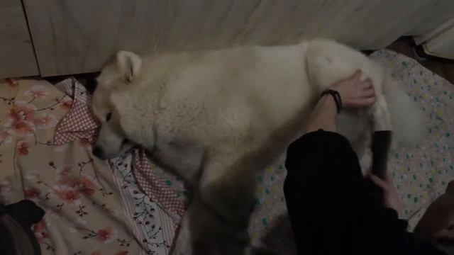 Микуся. Сухая экспресс чистка грязного самоеда без купания смотреть онлайн