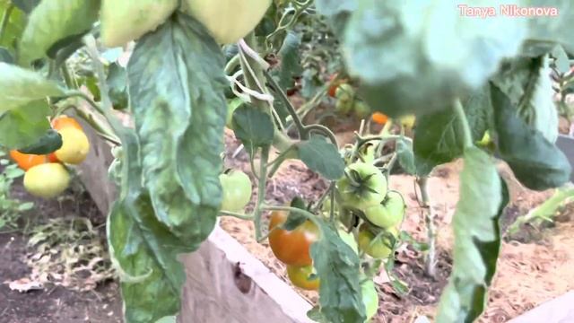 Томат Бычье сердце янтарное. Томат Бычье сердце шоколадное. смотреть онлайн