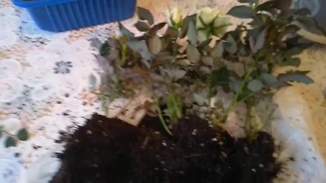 Дизайнерские садовые идеи