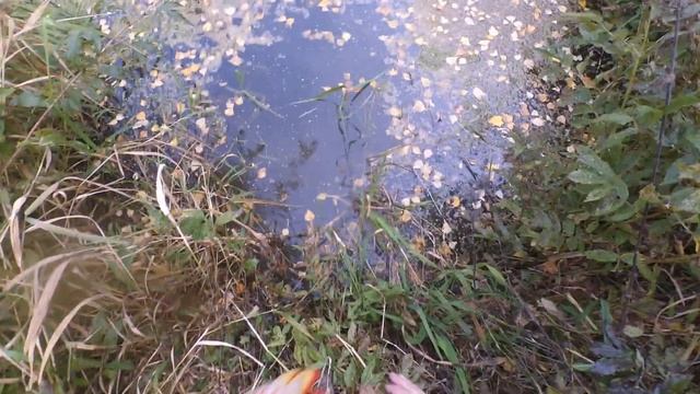 борьба с норкой и выдрой в своих прудах . Ловушки для норки . Приманки . Как поймать норку в пруду смотреть онлайн