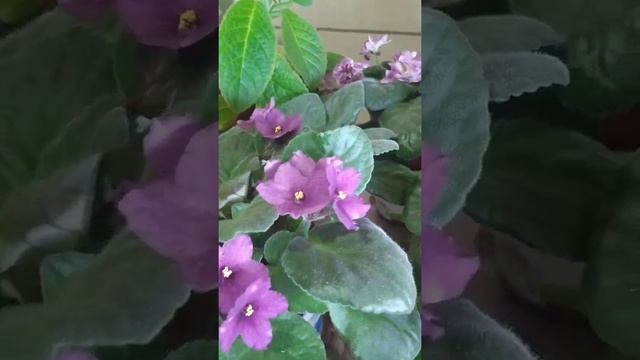 Фойдали маслахатлар смотреть онлайн