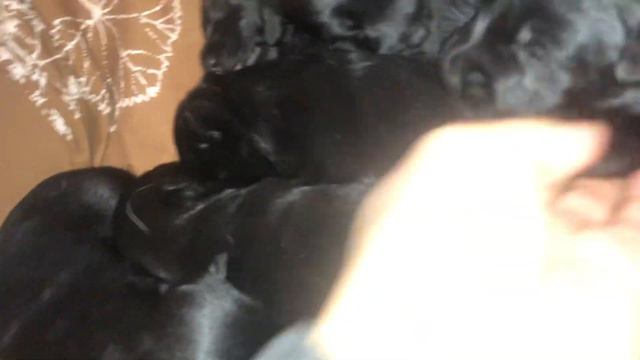 Scottish Terriers 2 weeks old - Щенкам Скотч Терьера две недели. смотреть онлайн