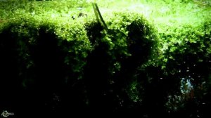 Самое модное аквариумное растение из Монте Карло - микрантемум