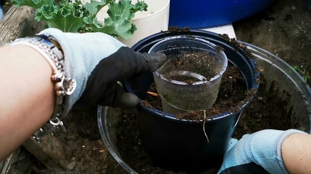 декоративная капуста / часть 1 / Нагойя F1 / Вячеславна смотреть онлайн