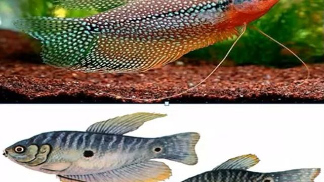 Видео № 3. Про рыбок Гурами. содержание, уход, размножение Gourami. content, care, breeding смотреть онлайн